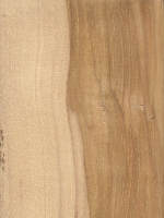 Mockernut Hickory (Carya tomentosa)