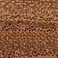 Chinaberry (endgrain 10x)