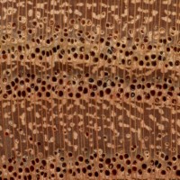 Chinaberry (endgrain 10x)