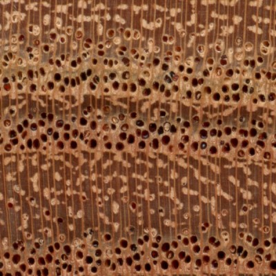 Chinaberry | The Wood Database (Hardwood)