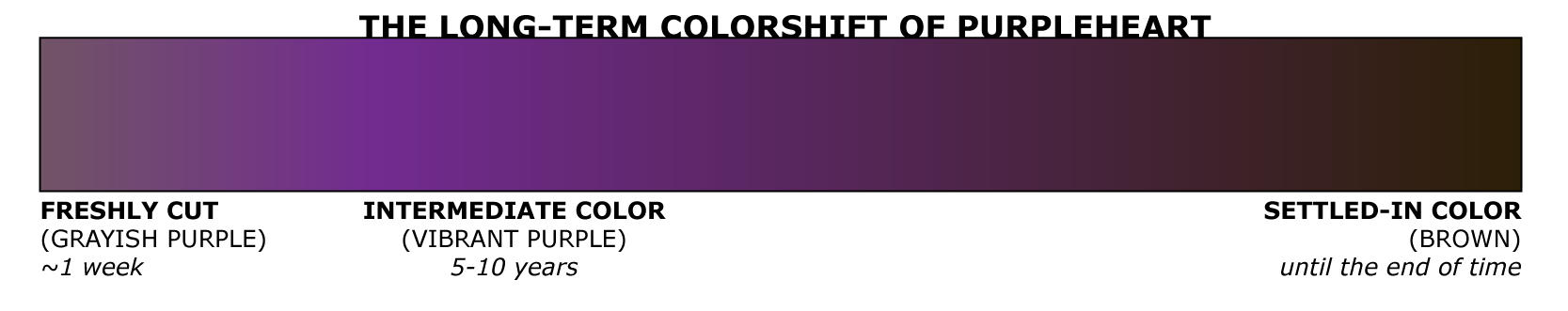 colorshift of purpleheart