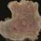 Coolibah burl (Eucalyptus coolabah)