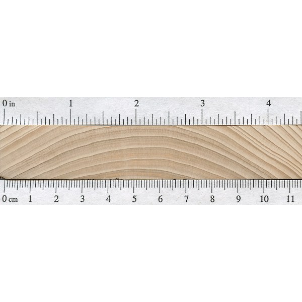 Cypress The Wood Database Lumber Identification (Softwood)