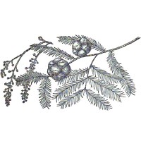 Cypress (foliage)