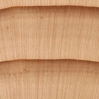 Douglas-Fir (endgrain 10x)