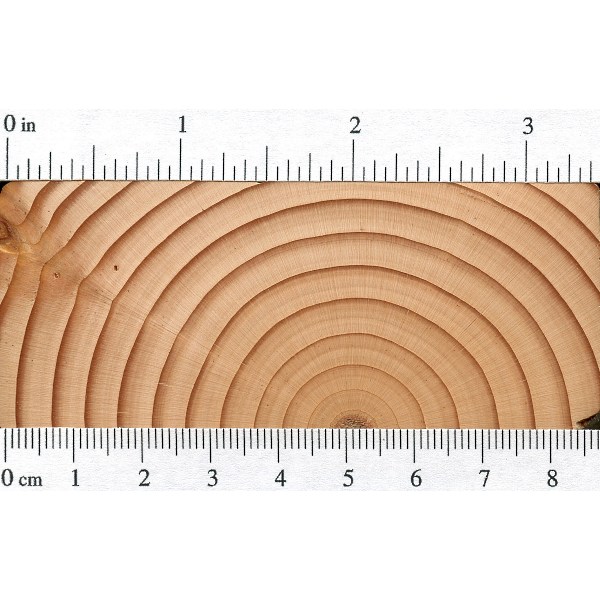 Douglas Fir Growth Chart