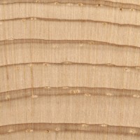 Eastern White Pine (endgrain 10x)