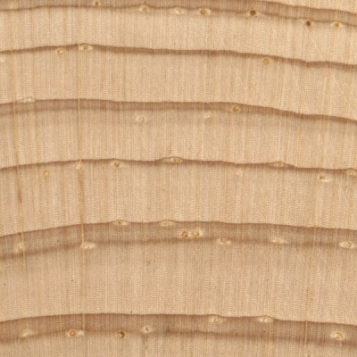 Eastern White Pine (endgrain 10x)