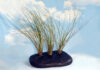 ebony wood with plants inserted.jpg