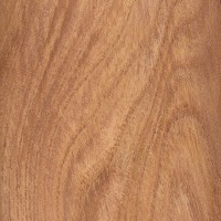 English Elm (sealed)