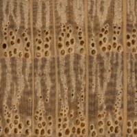 English Oak (endgrain 10x)