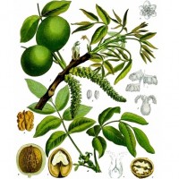 English Walnut (foliage)