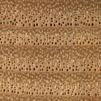 European Ash (endgrain 10x)