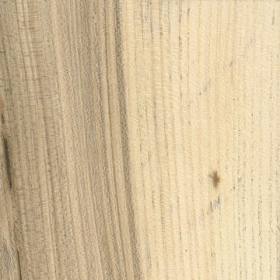Hackberry | The Wood Database (Hardwood)