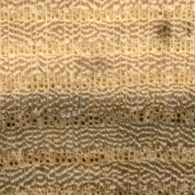 Hackberry (endgrain 10x)