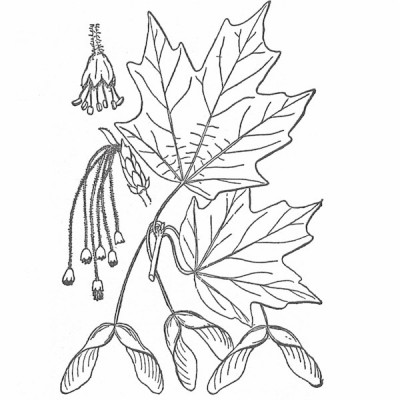 Hard maple (foliage illustration)