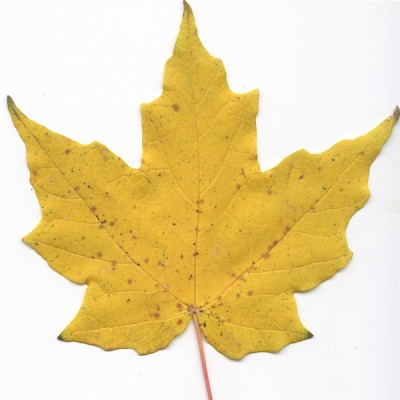 Hard maple (leaf)