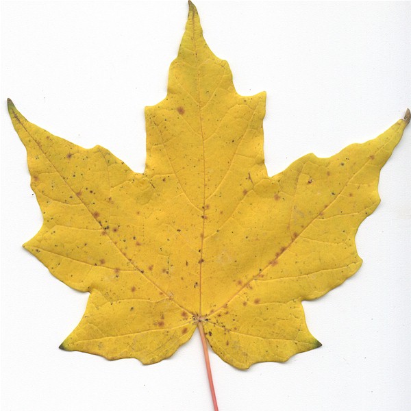 Maple Tree Leaf Identification Chart