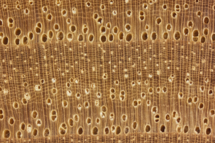 Solved FIGURE 8-4 Cross-section of a woody root (40x). | Chegg.com