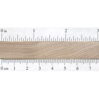 Western Hemlock (endgrain)