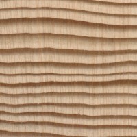 Western Hemlock (endgrain 10x)