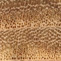 Honey Locust (endgrain 10x)