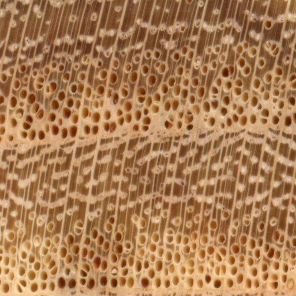 Honey Locust | The Wood Database - Lumber Identification (Hardwood)