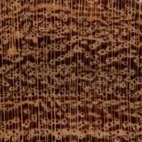 Honey Mesquite (endgrain 10x)