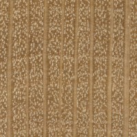 European Hornbeam (endgrain 10x)