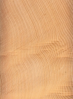 Huon Pine (Lagarostrobos franklinii)