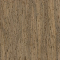 Indian Silver Greywood (Terminalia bialata)