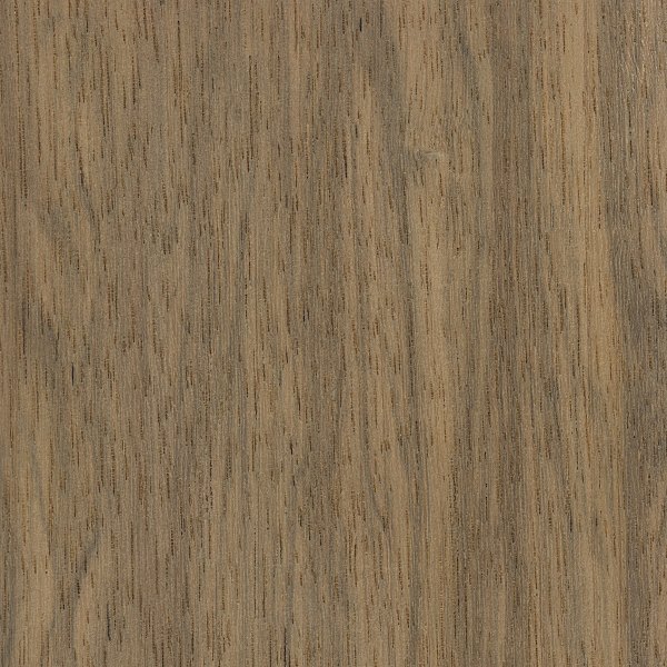 Indian Silver Greywood (Terminalia bialata)