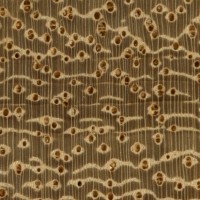 Iroko (endgrain 10x)