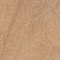 Iroko (Chlorophora excelsa)