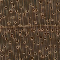 Jatoba (endgrain 10x)