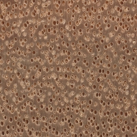 Deglupta (endgrain 10x)