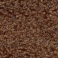 Keruing (endgrain 10x)