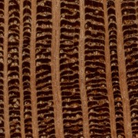Leopardwood (endgrain 10x)
