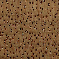 Light Red Meranti (endgrain 10x)