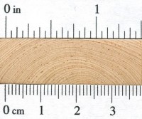 Limber Pine (endgrain)