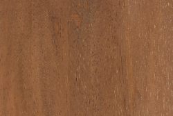 Lychee (Litchi chinensis)