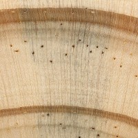 Loblolly Pine (endgrain 10x)