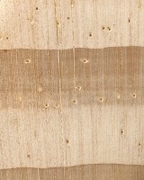 Lodgepole Pine (endgrain 10x)