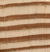 Longleaf Pine (endgrain 10x)