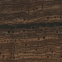 Madagascar Rosewood (endgrain 10x)