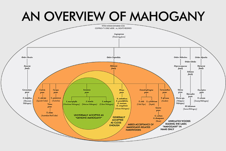 African Mahogany The Wood Database