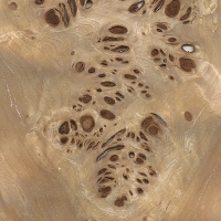 Mappa burl (sanded)
