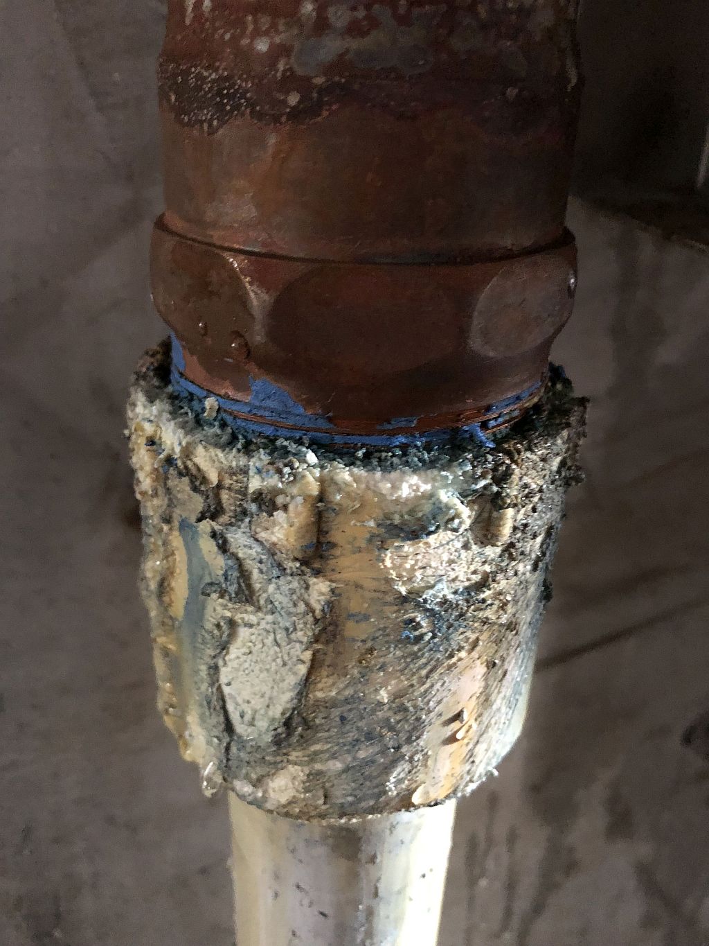 Camphor The Wood Database Lumber Identification (Hardwood)