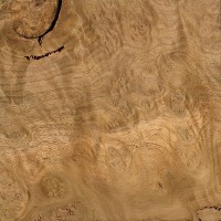 Mountain Ash (burl)