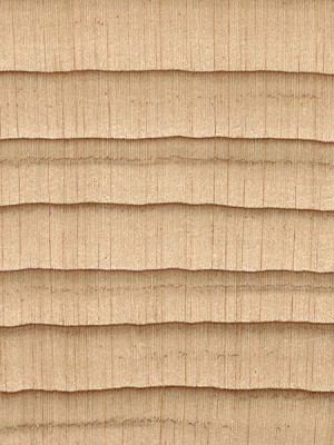 Northern White Cedar (endgrain 10x)